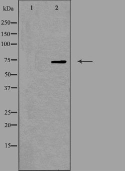 Invitrogen OLFML2A Polyclonal Antibody 100 &mu;L; Unconjugated:Antibodies,