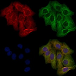 Invitrogen OR10A6 Polyclonal Antibody 100 &mu;L; Unconjugated:Antibodies,