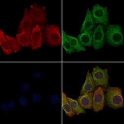 Invitrogen OR10G6 Polyclonal Antibody 100 &mu;L; Unconjugated:Antibodies,