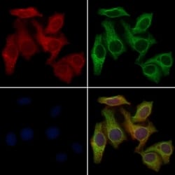 Invitrogen OR10H2 Polyclonal Antibody 100 &mu;L; Unconjugated:Antibodies,