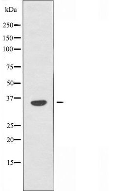 Invitrogen OR10H4 Polyclonal Antibody 100 &mu;L | Buy Online | Invitrogen&trade; | Fisher Scientific