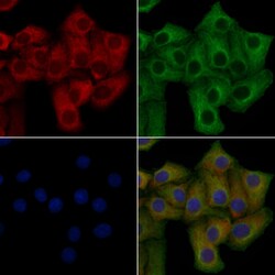 Invitrogen OR10T2 Polyclonal Antibody 100 &mu;L; Unconjugated:Antibodies,