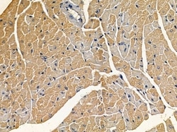 Invitrogen OR10T2 Polyclonal Antibody 100 &mu;L; Unconjugated:Antibodies,