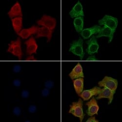 Invitrogen OR13F1 Polyclonal Antibody 100 &mu;L; Unconjugated:Antibodies,