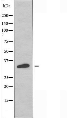 Invitrogen OR13F1 Polyclonal Antibody 100 &mu;L; Unconjugated:Antibodies,