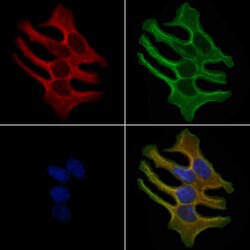 Invitrogen OR13G1 Polyclonal Antibody 100 &mu;L; Unconjugated:Antibodies,