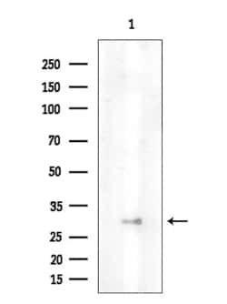 Invitrogen OR13G1 Polyclonal Antibody 100 &mu;L; Unconjugated:Antibodies,