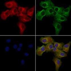 Invitrogen OR13H1 Polyclonal Antibody 100 &mu;L | Buy Online | Invitrogen&trade; | Fisher Scientific