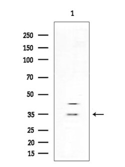 Invitrogen OR13H1 Polyclonal Antibody 100 &mu;L | Buy Online | Invitrogen&trade; | Fisher Scientific