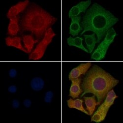 OR1B1 Polyclonal Antibody, Invitrogen 100 &mu;L; Unconjugated:Antibodies,
