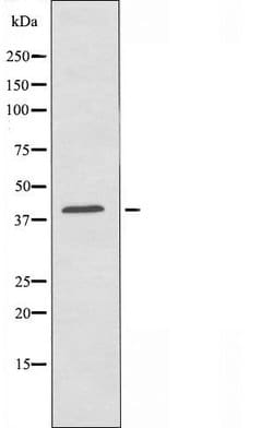 Invitrogen OR1D2 Polyclonal Antibody 100 &mu;L; Unconjugated:Antibodies,