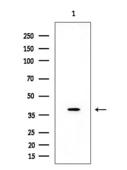 Invitrogen OR2A4/OR2A7 Polyclonal Antibody 100 &mu;L; Unconjugated:Antibodies,