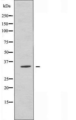 Invitrogen OR2C1 Polyclonal Antibody 100 &mu;L; Unconjugated:Antibodies,