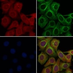 OR2J2 Polyclonal Antibody, Invitrogen 100 &mu;L; Unconjugated:Antibodies,