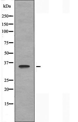 OR2J2 Polyclonal Antibody, Invitrogen 100 &mu;L; Unconjugated:Antibodies,