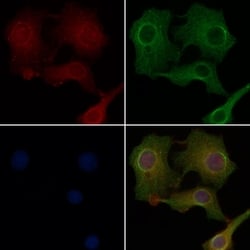 Invitrogen OR2M2 Polyclonal Antibody 100 &mu;L | Buy Online | Invitrogen&trade; | Fisher Scientific