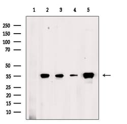 Invitrogen OR2M7 Polyclonal Antibody 100 &mu;L | Buy Online | Invitrogen&trade; | Fisher Scientific