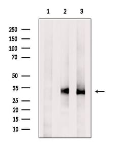Invitrogen OR2T1 Polyclonal Antibody 100 &mu;L; Unconjugated:Antibodies,