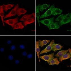 Invitrogen OR4A4/OR4A47 Polyclonal Antibody 100 &mu;L; Unconjugated:Antibodies,