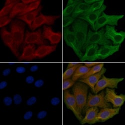 Invitrogen OR4C3 Polyclonal Antibody 100 &mu;L; Unconjugated:Antibodies,