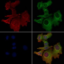 OR4D1 Polyclonal Antibody:Antibodies, Polyclonal