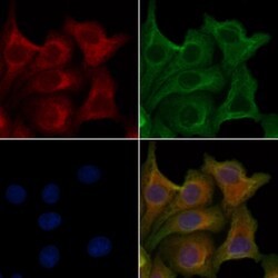 OR4D6 Polyclonal Antibody, Invitrogen 100 &mu;L; Unconjugated:Antibodies,