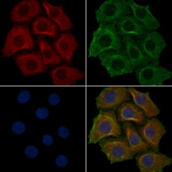 Invitrogen OR4F4 Polyclonal Antibody 100 &mu;L; Unconjugated:Antibodies,