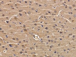 Invitrogen OR4F4 Polyclonal Antibody 100 &mu;L; Unconjugated:Antibodies,