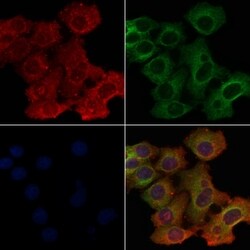 OR4P4 Polyclonal Antibody, Invitrogen 100 &mu;L; Unconjugated:Antibodies,