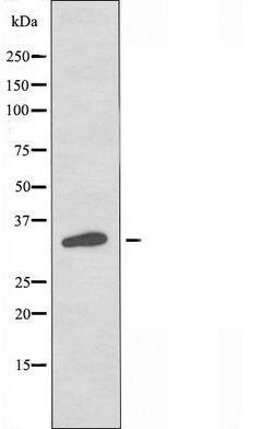 OR4P4 Polyclonal Antibody, Invitrogen 100 &mu;L; Unconjugated:Antibodies,