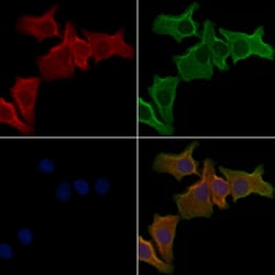 Invitrogen OR51A7 Polyclonal Antibody 100 &mu;L; Unconjugated:Antibodies,