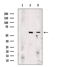 Invitrogen OR51A7 Polyclonal Antibody 100 &mu;L; Unconjugated:Antibodies,