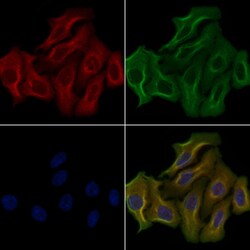Invitrogen OR51D1 Polyclonal Antibody 100 &mu;L; Unconjugated:Antibodies,