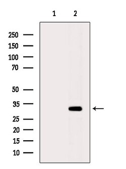 Invitrogen OR51D1 Polyclonal Antibody 100 &mu;L; Unconjugated:Antibodies,
