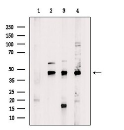 Invitrogen OR5A2 Polyclonal Antibody 100 &mu;L; Unconjugated:Antibodies,