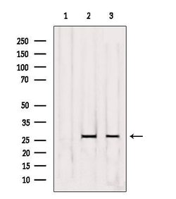 Invitrogen OR5D3 Polyclonal Antibody 100 &mu;L; Unconjugated:Antibodies,