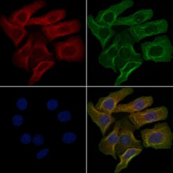 Invitrogen OR5F1 Polyclonal Antibody 100 &mu;L; Unconjugated:Antibodies,