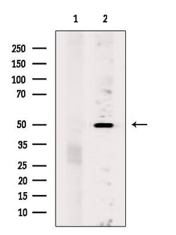 Invitrogen OR5K1 Polyclonal Antibody 100 &mu;L; Unconjugated:Antibodies,
