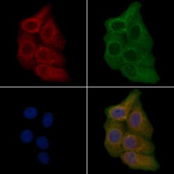 Invitrogen OR5M11 Polyclonal Antibody 100 &mu;L; Unconjugated:Antibodies,