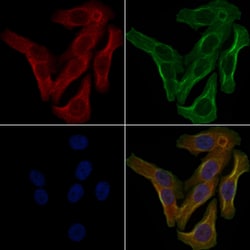 OR5W2 Polyclonal Antibody, Invitrogen 100 &mu;L; Unconjugated:Antibodies,