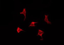 OR6A2 Polyclonal Antibody, Invitrogen 100 &mu;L; Unconjugated:Antibodies,
