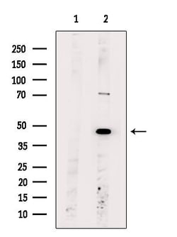 OR6A2 Polyclonal Antibody, Invitrogen 100 &mu;L; Unconjugated:Antibodies,