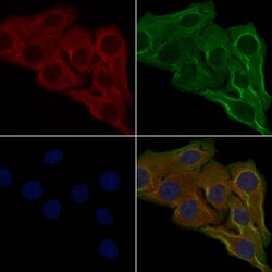 Invitrogen OR6C3 Polyclonal Antibody 100 &mu;L; Unconjugated:Antibodies,