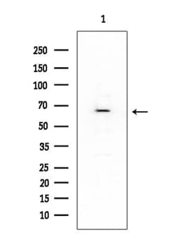 Invitrogen OR6Q1 Polyclonal Antibody 100 &mu;L; Unconjugated:Antibodies,