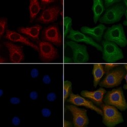 Invitrogen OR6T1 Polyclonal Antibody 100 &mu;L; Unconjugated:Antibodies,