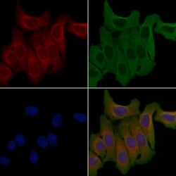 Invitrogen OR7A10 Polyclonal Antibody 100 &mu;L; Unconjugated:Antibodies,