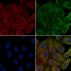 Invitrogen OR7C1 Polyclonal Antibody 100 &mu;L; Unconjugated:Antibodies,