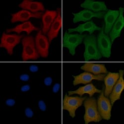Invitrogen OR4K14 Polyclonal Antibody 100 &mu;L; Unconjugated:Antibodies,