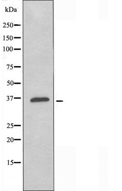 Invitrogen OR4K14 Polyclonal Antibody 100 &mu;L; Unconjugated:Antibodies,