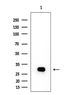 Invitrogen OR4K14 Polyclonal Antibody 100 &mu;L; Unconjugated:Antibodies,